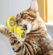 Іграшка для котів із щіткою для зубів Rotate Windmill Cat Toy