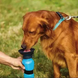 Поїлка для тварин Aqua Dog ADG-01